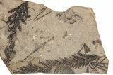 Conifer Fossil Plate - McAbee, BC #271381-1